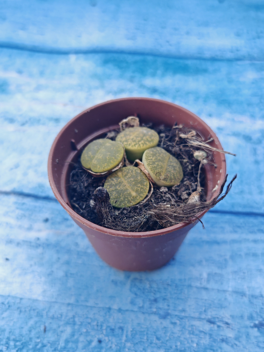 Lithops sp. (Литопсы)