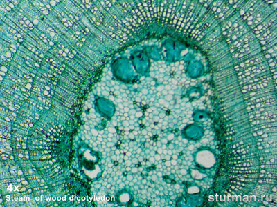 Цифровая камера для микроскопов ToupCam UHCCD05100KPA