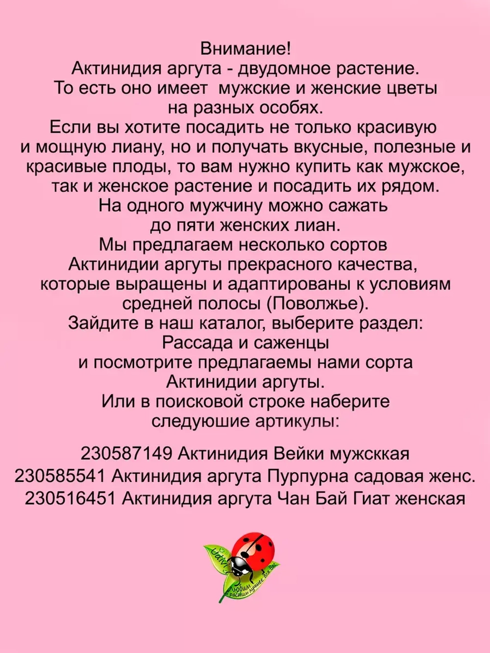 Актинидия Аргута (ж) Чан Бай Гиант Великанша
