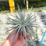 Тилландсия Houston Cotton Candy (stricta x recurvifolia) R (T3)