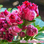 Адениум обесум SIAM-BUDDHA-LOTUS