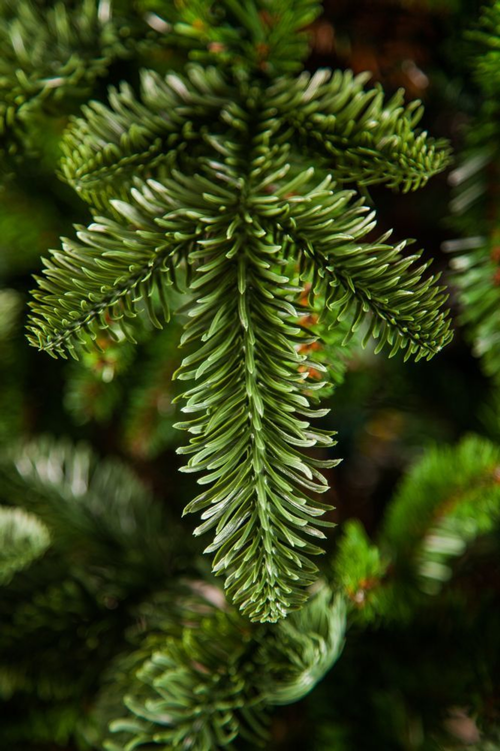 Ель Нормандия 90см в мешочке темно-зеленая Triumph Tree