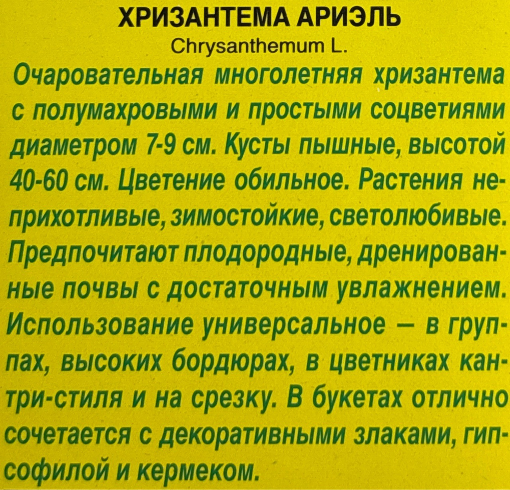 Хризантема Ариэль СМЦ-340