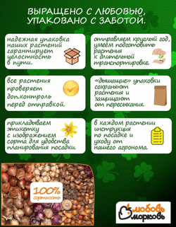 Тюльпан Луковица, Джимми, 3 шт, крупный разбор