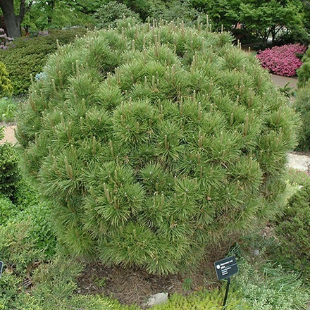 Сосна черная Глобоза