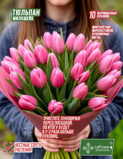 Тюльпан Луковица, Милкшейк, 10шт