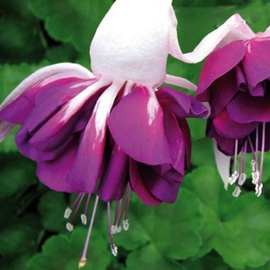 3584 Фуксия MARBELLER DOUBLE WHITE-PURPLE (ВЕСНА 2025)