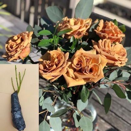 Роза Тоффи чайно-гибридная саженец с ОКС