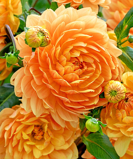 Георгин Rancho (корень) Закупка М55 апрель 2026