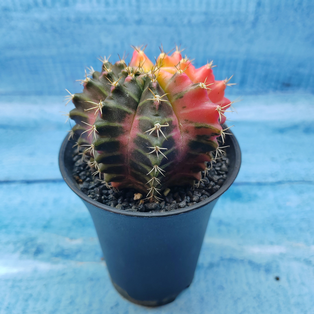 Gymnocalycium Variegata (Гимнокалициум Вариегатный)