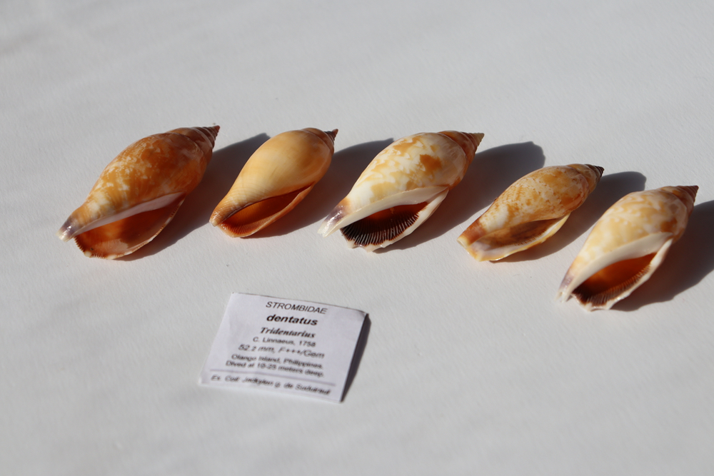 Раковина Стромбус дентатус (Tridentarius dentatus)