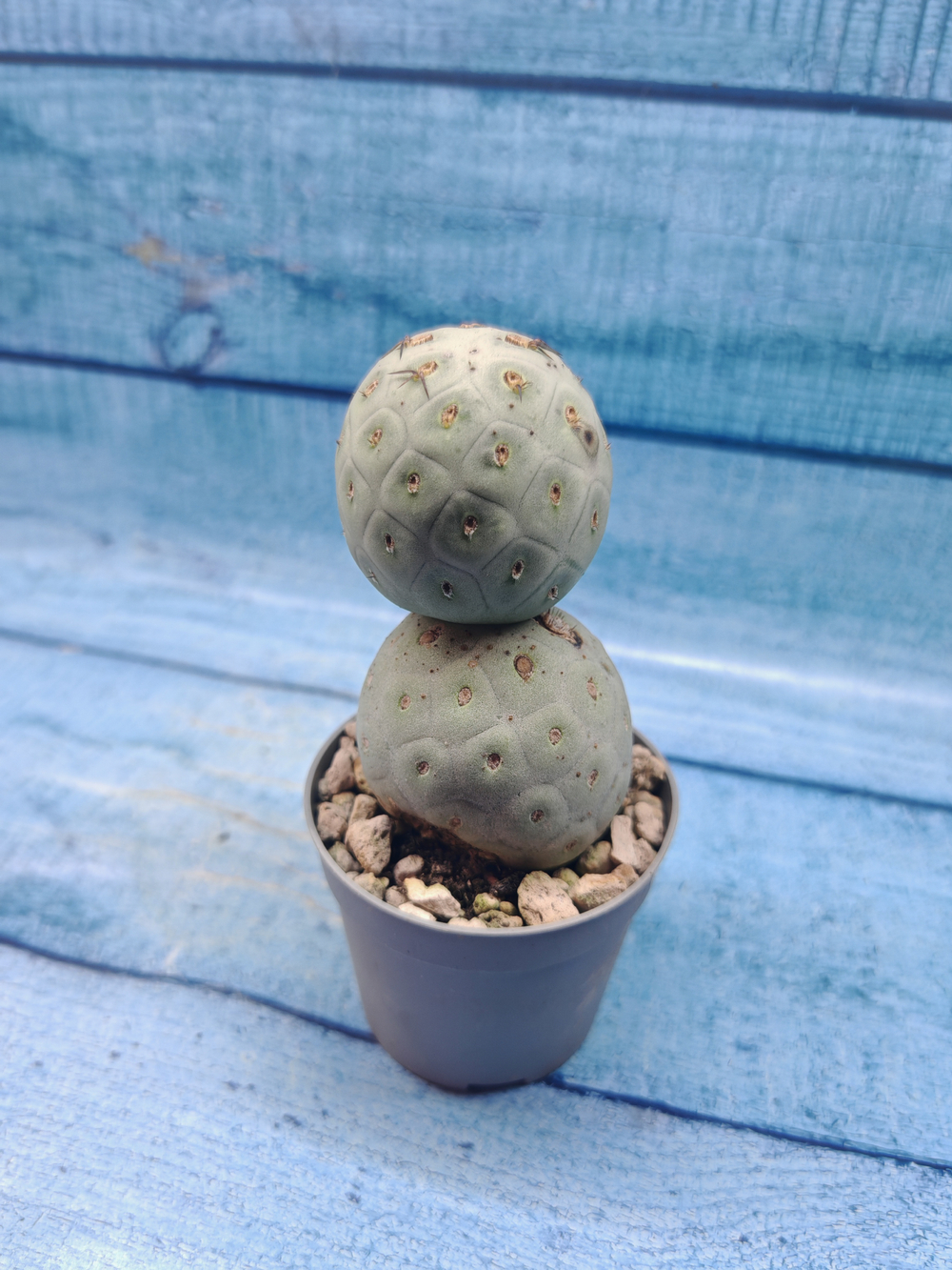 Tephrocactus Geometricus (Тефрокактус)