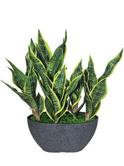 Щучий хвост зеленый 60см в кашпо Лофт Лодка Средняя