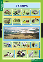 Комплект таблиц "Окружающий мир 4 кл."; 15 таблиц