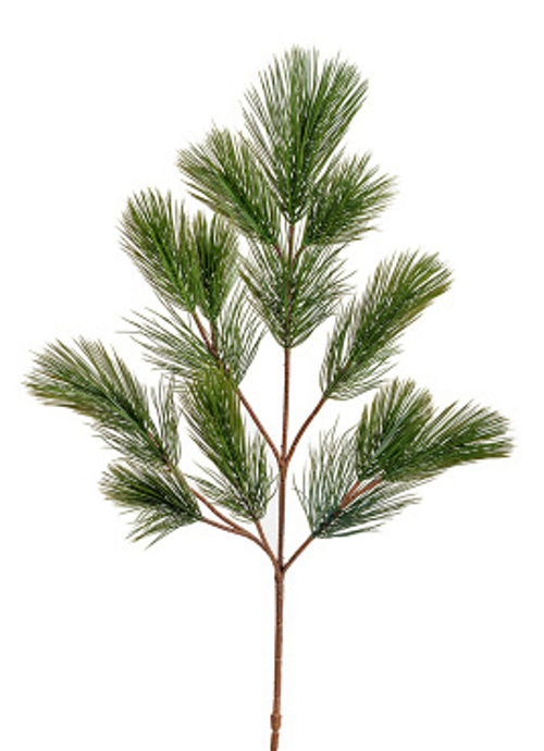 Ветка Сосны пушистая