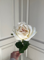 Роза пионовидная - белая О Хара