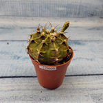 Gymnocalycium Friedrichii (Гимнокалициум)