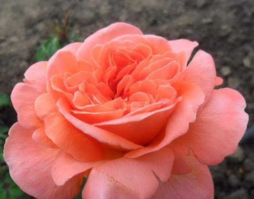 Роза Рене Госсини Закупка М16 июнь 2026