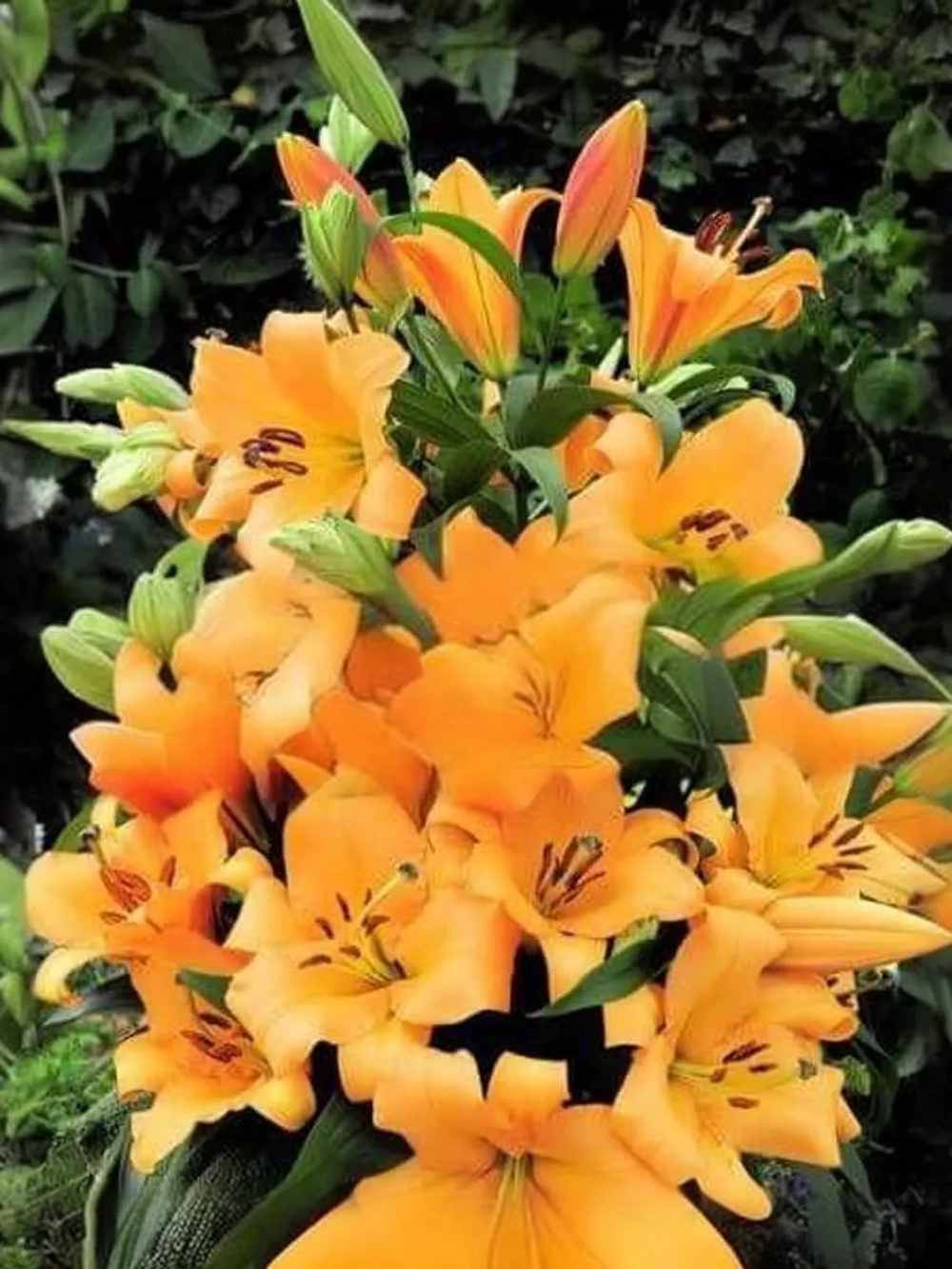 Лилия Оранж Спейс (ОТ-гибрид)