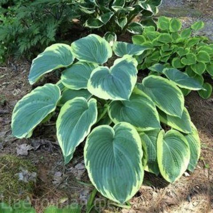 Хоста Америка Хеллоу С2