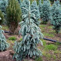 Ель энгельмана (Picea engelmannii Blue Magoo) RB 50-60 см Закупка М38
