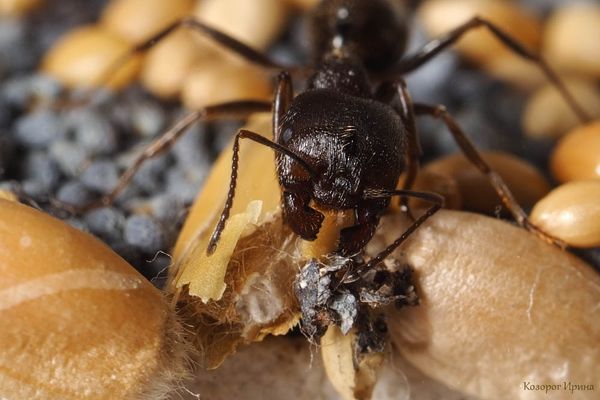 Как ухаживать за муравьиной фермой?