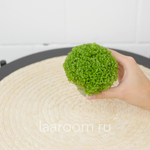 Солейролия d6