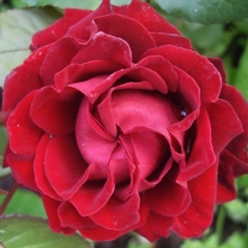 Роза миниатюрная Таманго "Tamango"