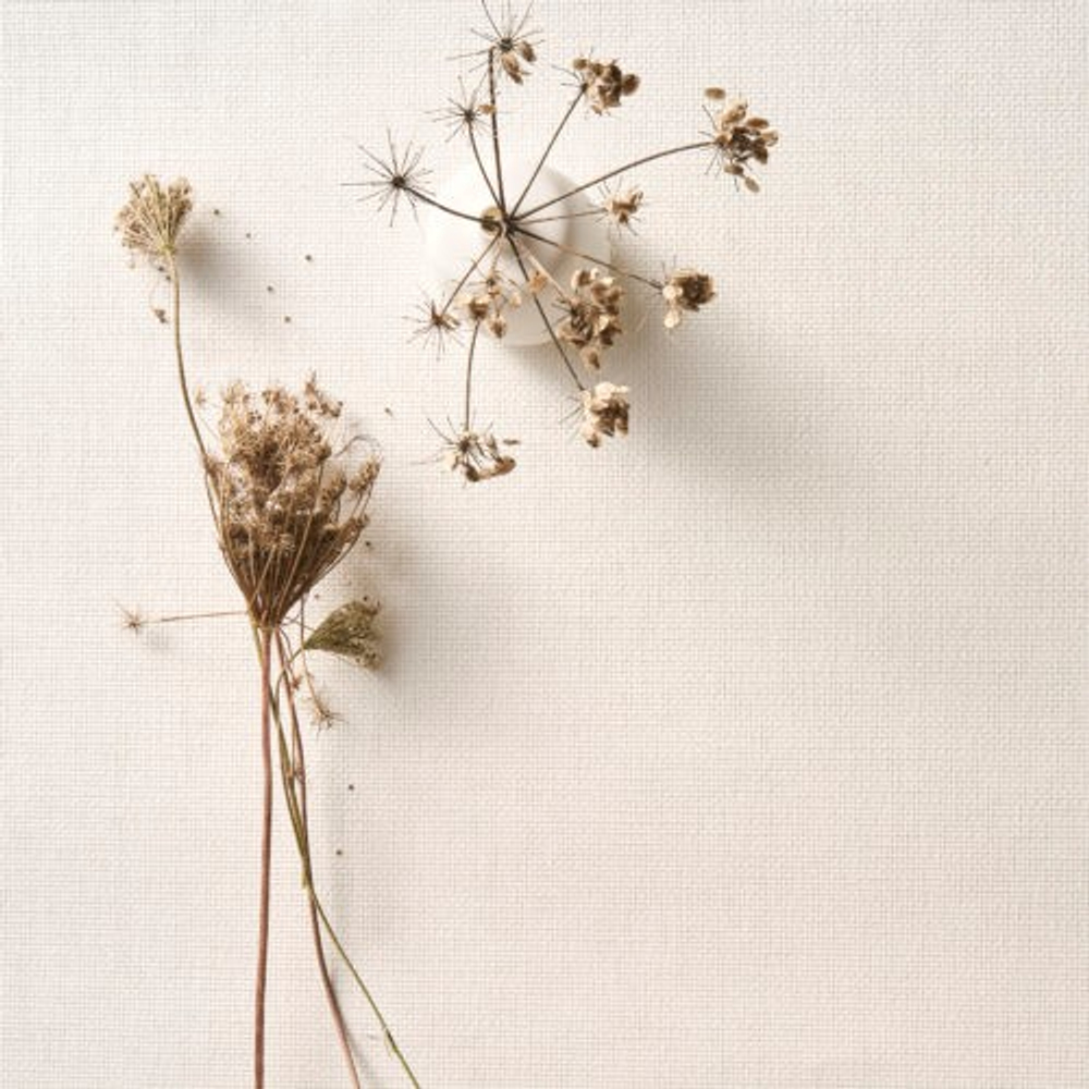 Обои Omexco Pure PU451