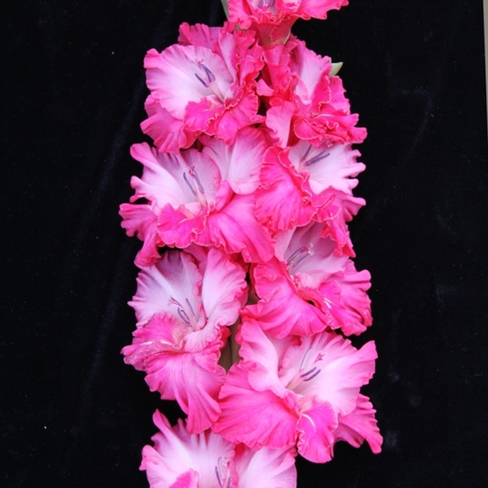 Гладиолус крупноцветковый Только Для Тебя