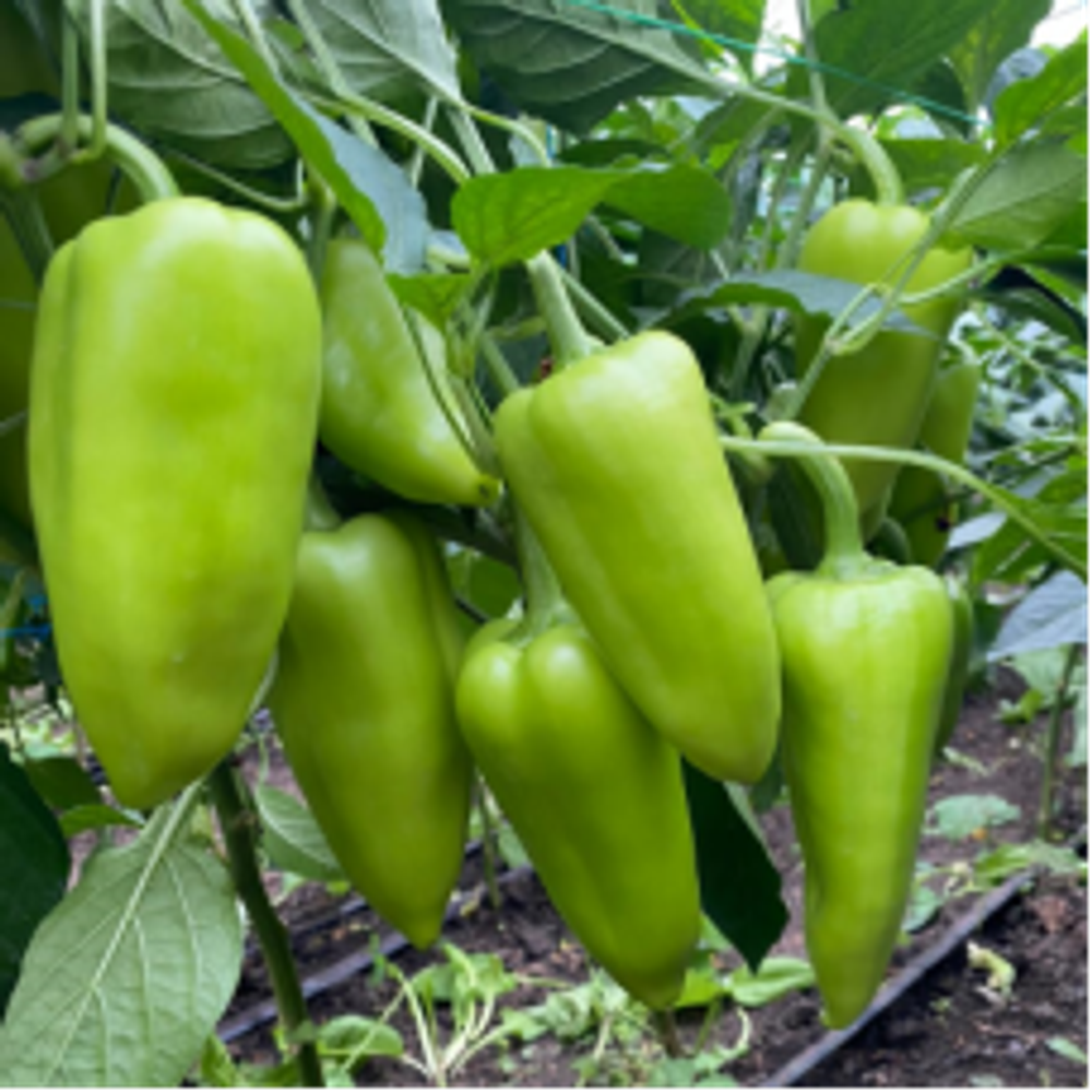 Перец Магретта F1 (50шт) Витагрин Профи