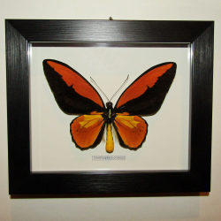 Бабочка Ornithoptera croesus в рамке