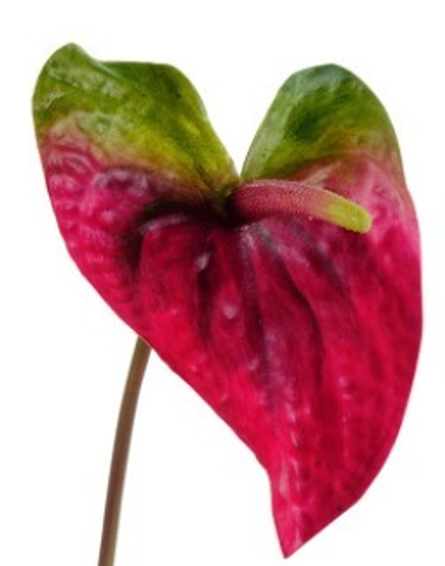 Антуриум Макс зелёный с малиново-бордовым