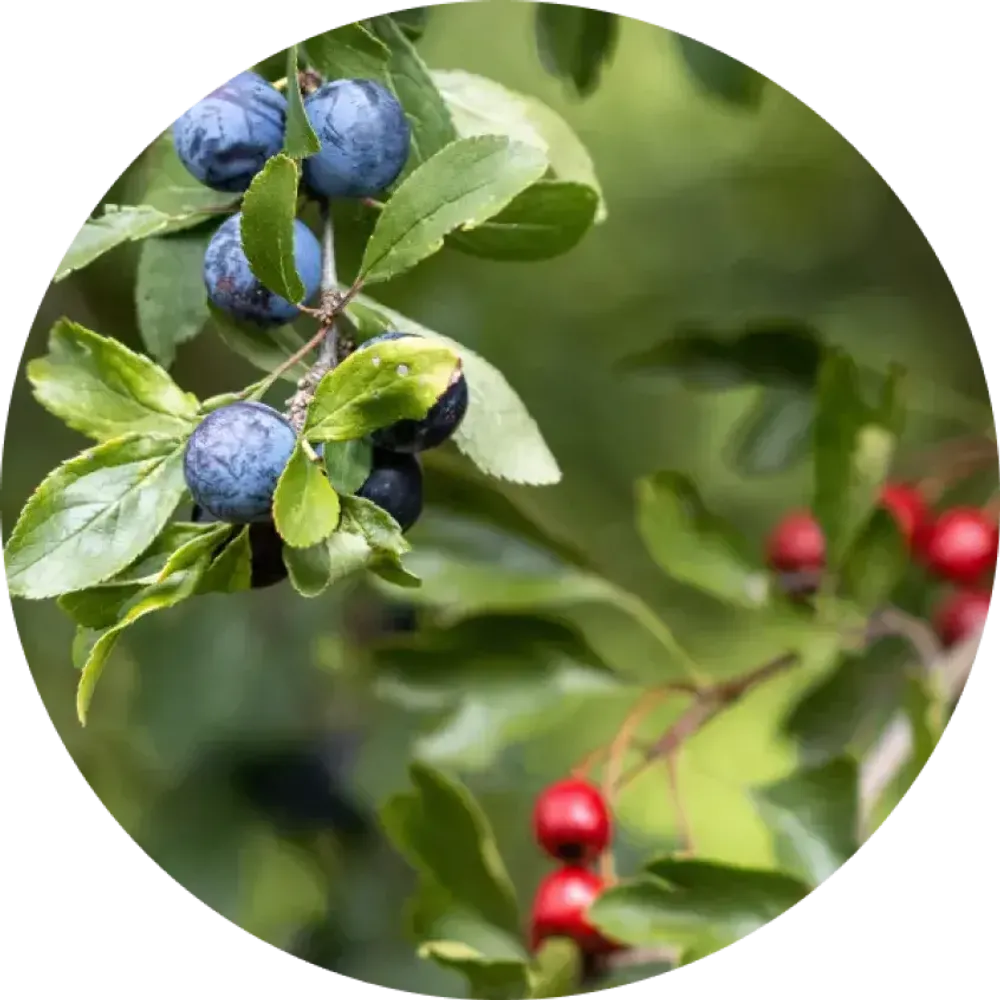 Aircraft CIGAR BLEND - Nordic Wild Berries (200g)