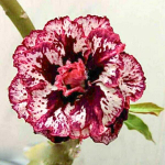 Адениум DAO KRADAT