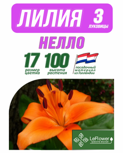 Лилия Луковица, Нелло, разбор 18/20, 3 шт