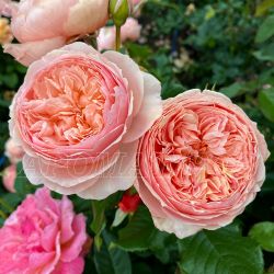 Масора (Masora)