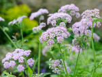 Бутень жестковолосистый «Roseum». Chaerophyllum hirsutum «Roseum».