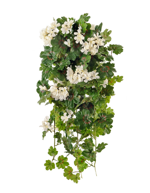 Герань ампельная кремовая