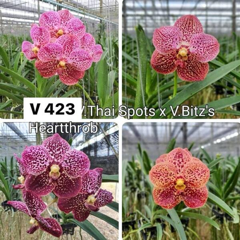Ванда V THAI SPOTS X V BITZS HEARTTHROB #423