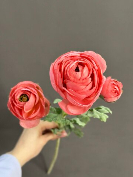 Ранункулюс розовый (h73 см)