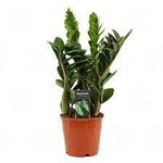 Замиокулькас "Зензи"