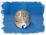 Ципрея Пантерина (Cypraea pantherina)