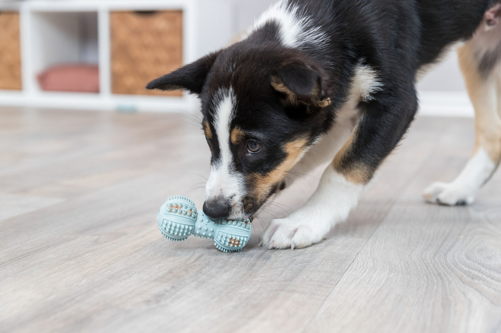 TRIXIE JUNIOR DENTA FUN Игрушка для щенков "Гантель", 9 см