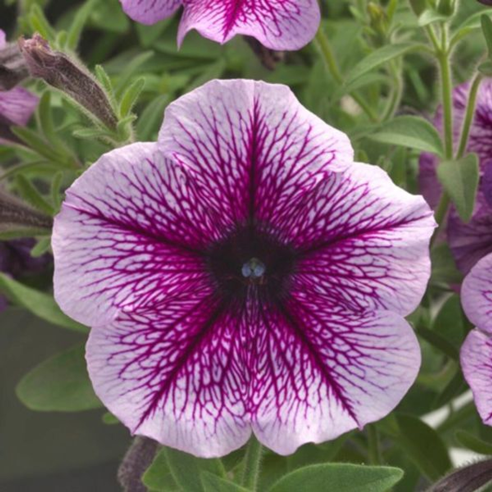 Петуния ампельная Опера Парпл Вейн F1 (50др) Витагрин Профи