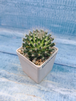 Mammillaria Bocasana (Маммиллярия)