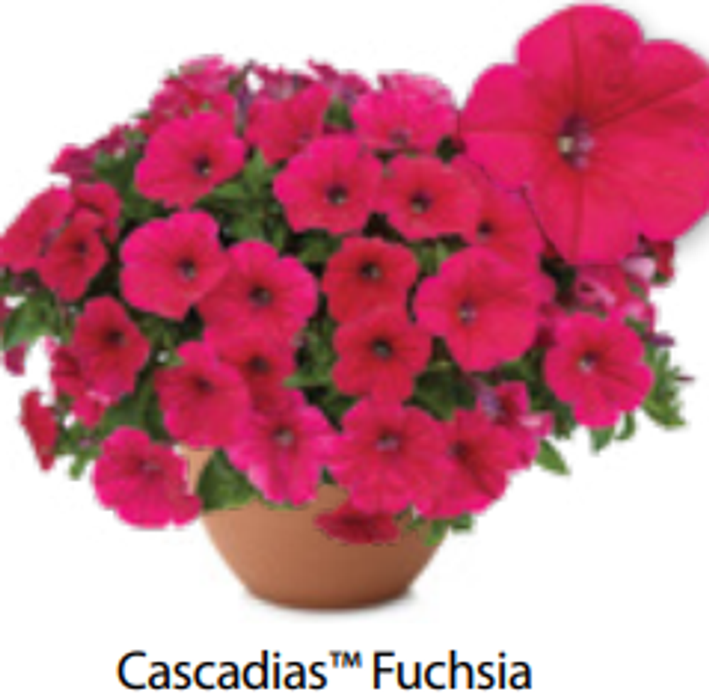 ЕВРО Петуния Cascadias Fuchsia ОКС укорененные черенки В наличии