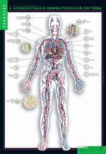 Комплект таблиц "Строение тела человека" (10табл.+ 80 карт.)