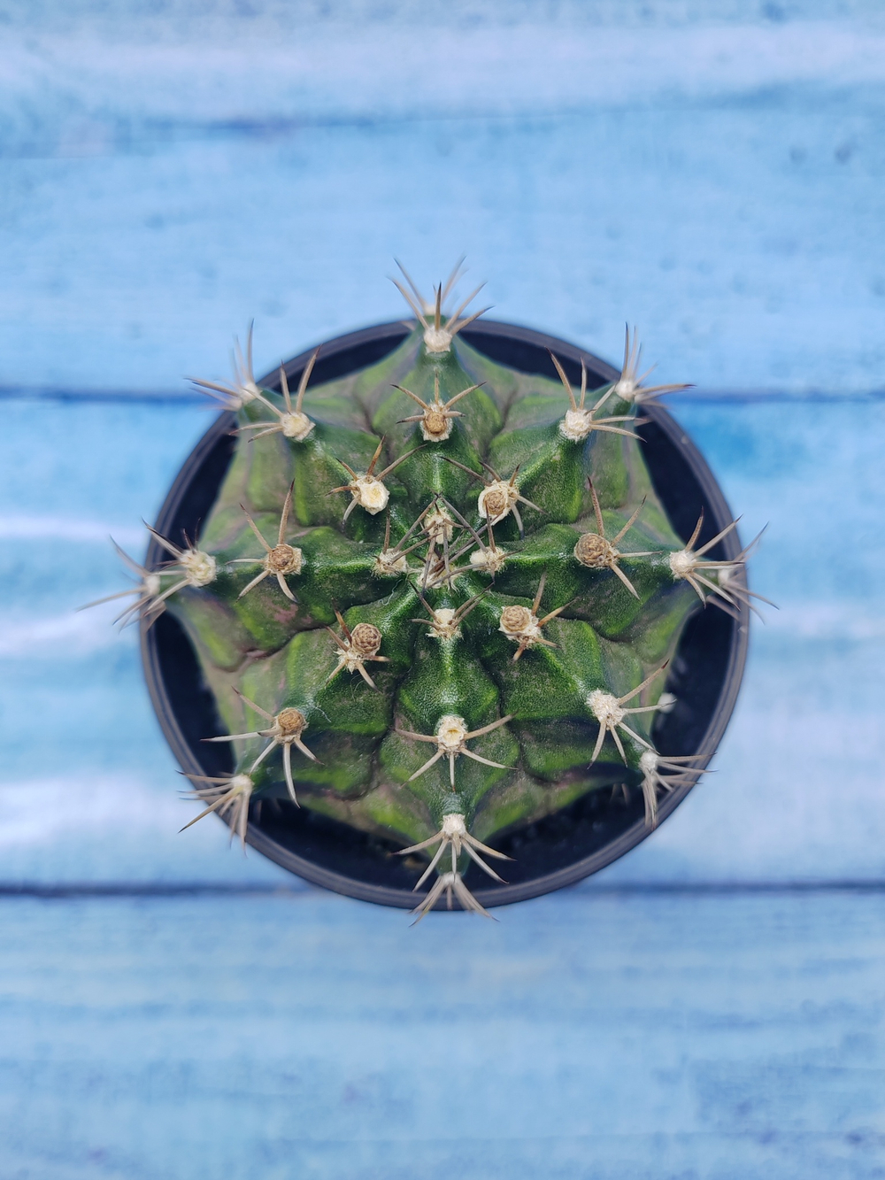 Gymnocalycium T-Rex Pink hybride (Гимнокалициум T-rex)