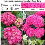 So Long Rosy /Со Лонг Рози(Стандарт поставки Р9)2025г.